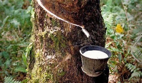 Cara Meningkatkan Produksi Getah Pohon Karet Secara Efektif
